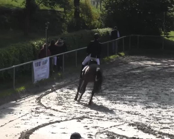 Reitturnier Kierspe-Hohenholten 2016