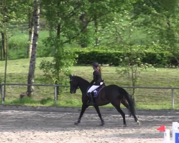 Reitturnier Kierspe-Hohenholten 2016