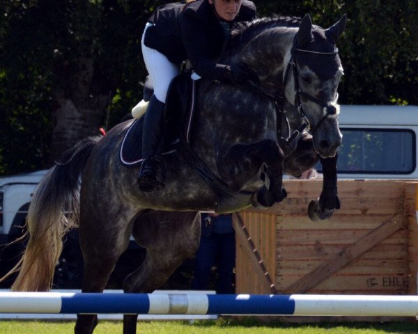 broodmare Casablanca 113 (Hanoverian, 2010, from Corlensky G)