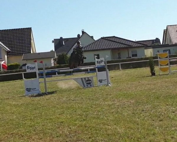 jumper Cashko (German Sport Horse, 2007, from Cashmaker)