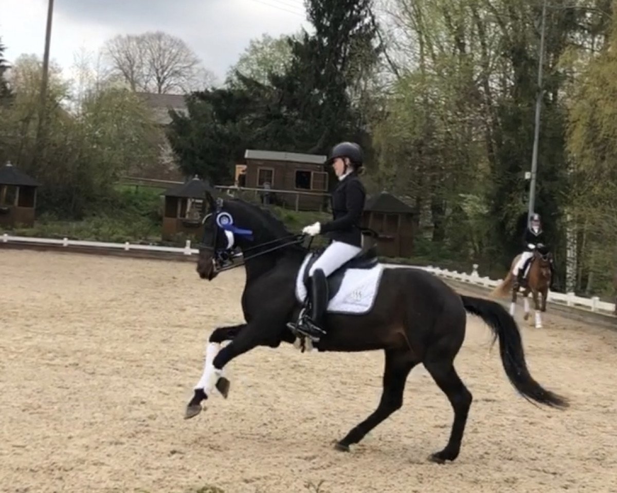 Dressurpferd Derby 204 (KWPN (Niederländisches Warmblut), 2008, von Glock's Johnson Tn)