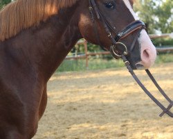 dressage horse Be My Best 7 (German Riding Pony, 2016, from Best of G)