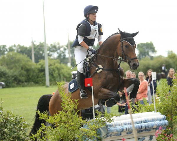 broodmare Daliah 20 (Holsteiner, 2011, from Corrado I)