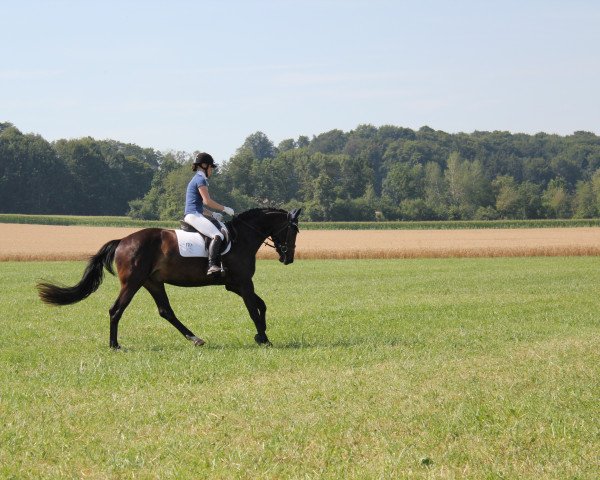 horse Merlin (Rottaler horse,  )