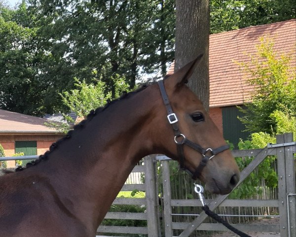 horse Minos (Westphalian, 2019, from DSP Marc Cain)