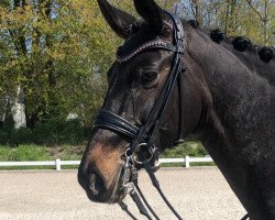 dressage horse Rosenblatt 2 (Oldenburg, 2011, from Riccidoff)