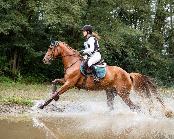 dressage horse Polina 20 (Westphalian, 2006, from Polytraum)