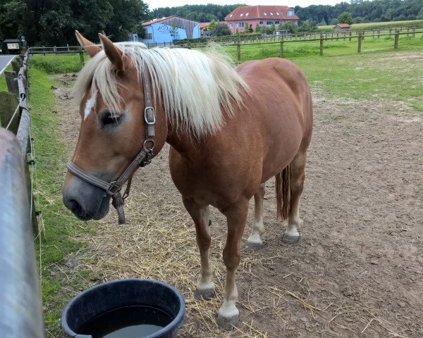 Pferd Nicki (9,18% ox) (Edelbluthaflinger, 2006, von Nekoma B (2,34% ox)) Pferd Nicki (9,18% ox) (Edelbluthaflinger, 2006, von Nekoma B (2,34% ox))
