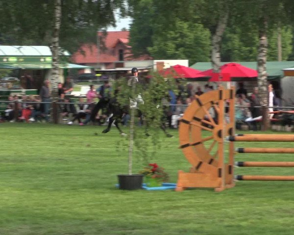Reitturnier Hille 2016