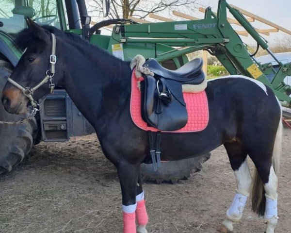 dressage horse Samba Elly (Pinto / Pony, 2010, from Shayan) dressage horse Samba Elly (Pinto / Pony, 2010, from Shayan)