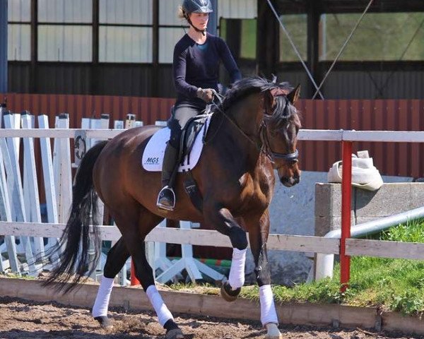 broodmare Quadriga's Donna Sandrina (Oldenburg, 2011, from Don Cismo)