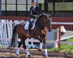 broodmare Quadriga's Donna Sandrina (Oldenburg, 2011, from Don Cismo)