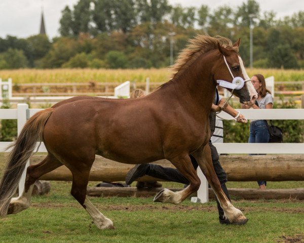 broodmare Tancoead Pearl (Welsh-Cob (Sek. D), 2004, from Zest Mister Zap)