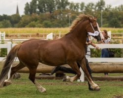 broodmare Tancoead Pearl (Welsh-Cob (Sek. D), 2004, from Zest Mister Zap)