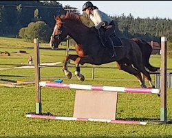 jumper Obora's Arash (Estonian Sport, 2010, from Timpex Apoleon)