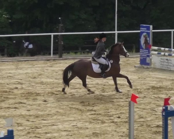 Reitturnier Sprockhövel, Auf der Gethe 2016