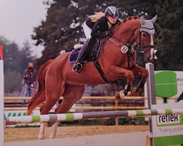 dressage horse Callistano H (Westphalian, 2013, from Colmani)