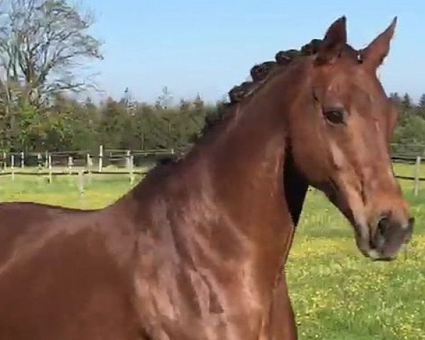 broodmare Wahtayulah (KWPN (Royal Dutch Sporthorse), 2003, from Jazz)