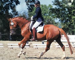 dressage horse Don Palü (Hanoverian, 2014, from De Niro)