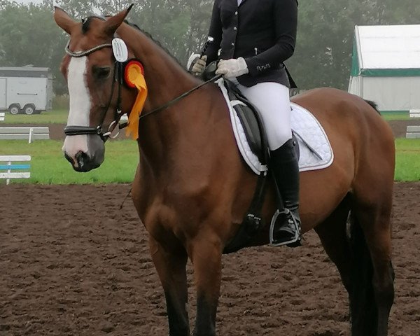 Dressurpferd Ci-ci (Holsteiner, 2010, von Cardino)