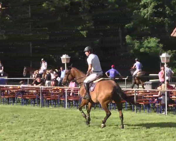 Reitturnier Leingarten 2016
