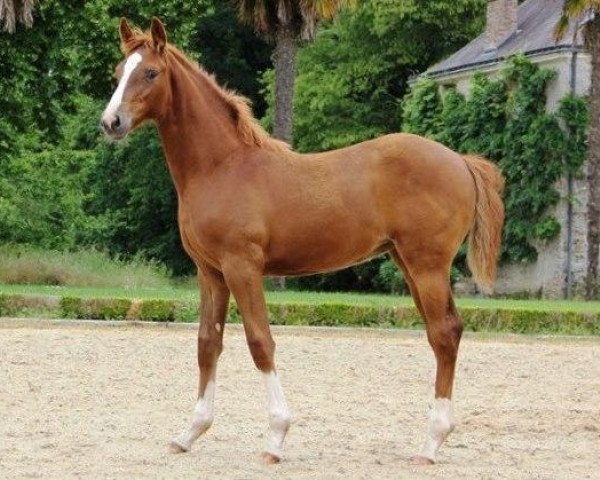 Pferd Infinity de Hus (Selle Français, 2018, von Eldorado de Hus)