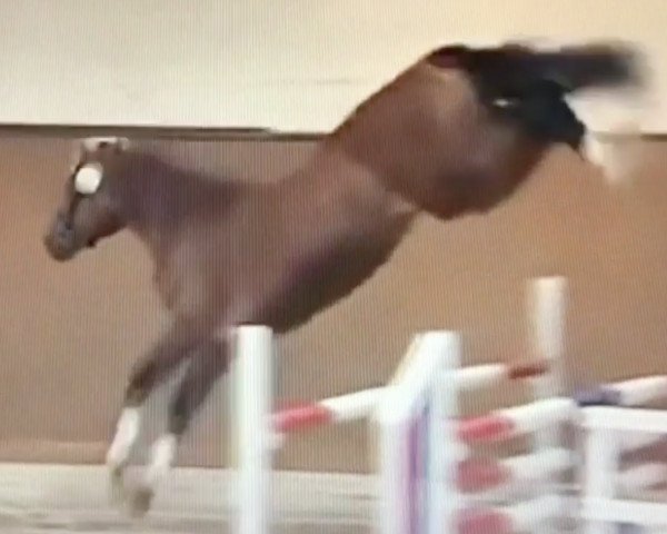 horse Leodegrance (Holsteiner, 2009, from Limbus)