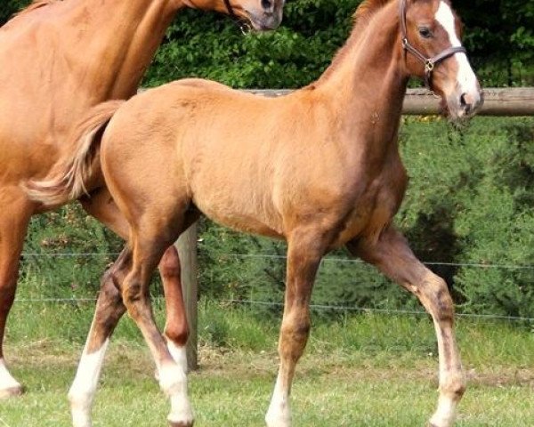 horse Iguana de Hus (Selle Français, 2018, from Kannan)