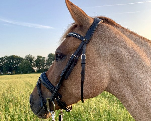 horse Diva Bella (German Riding Pony, 2014, from Dornik B)