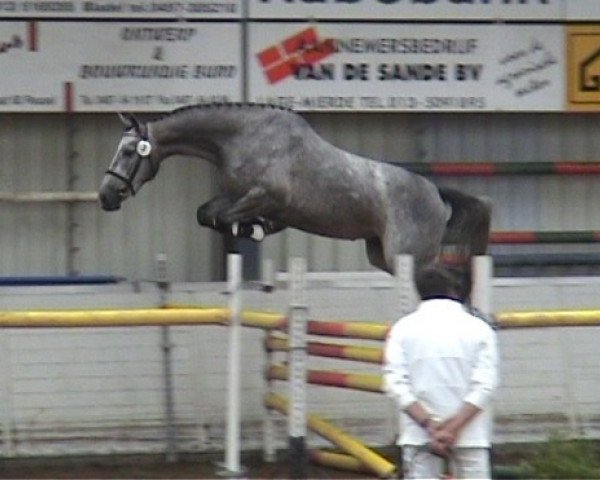 broodmare Zottie P (KWPN (Royal Dutch Sporthorse), 2004, from Berlin)
