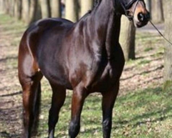 broodmare Absolutley Fabulous (Hanoverian, 2002, from Forsyth)