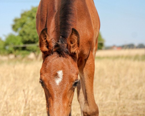 horse La Amona (German Sport Horse, 2018, from Lahnstein 4)