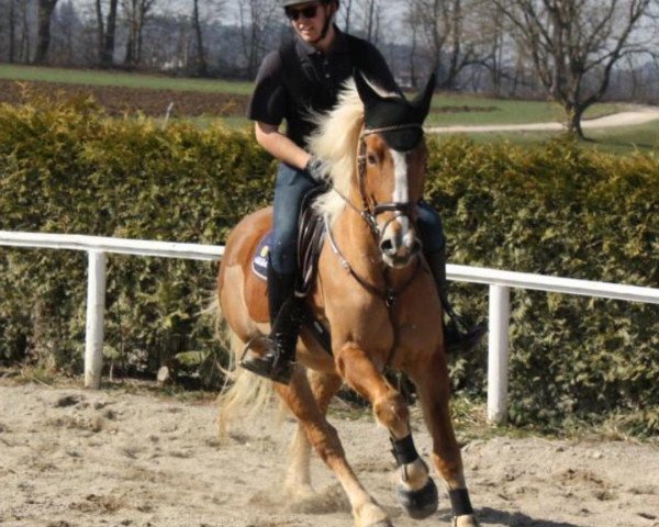 Springpferd Murphy 183 (unbekannt, 2008)