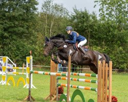 jumper Anna 230 (Holsteiner, 2011, from Diarado)