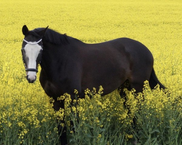 Springpferd Goethe 43 (Trakehner, 2013, von Hirtentanz 2)