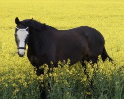 Springpferd Goethe 43 (Trakehner, 2013, von Hirtentanz 2)