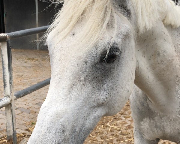 dressage horse Muad'dib al Hamra ox (Arabian purebred, 2006, from El Ahhim Shah EAO)
