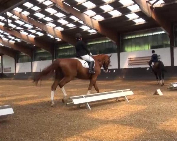 Reitturnier Kierspe-Hohenholten 2016