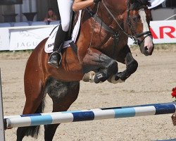 jumper Caesarion Z (Zangersheide riding horse, 2006, from Concorde)