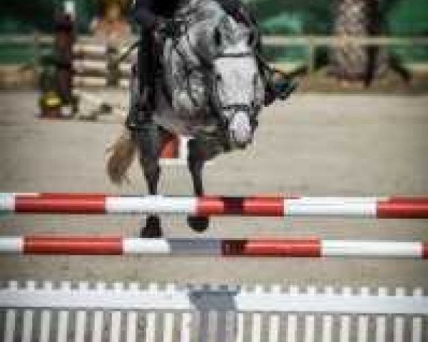 Pferd Citus Z (Zangersheide Reitpferd, 2006, von Campione)