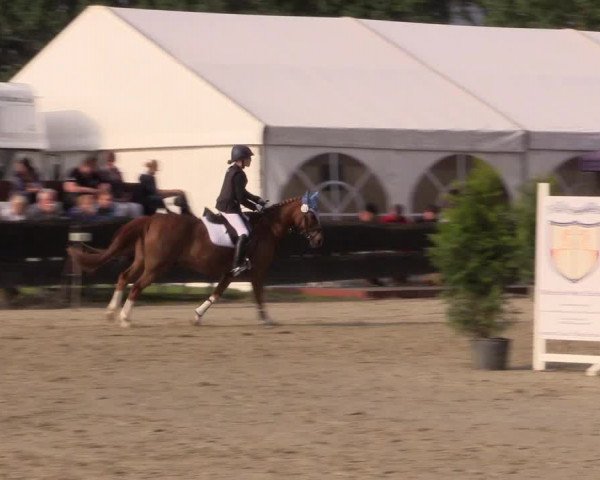 Reitturnier Bissendorf - Gut Stockum 2016
