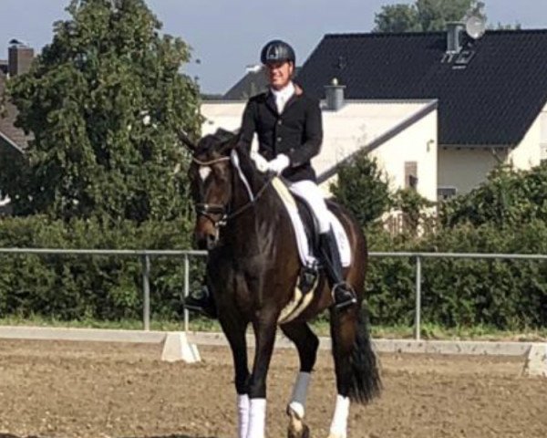 dressage horse Gangnam Style 3 (Oldenburg, 2013, from Grimaldi)