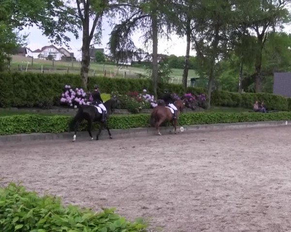Reitturnier Kierspe-Hohenholten 2016