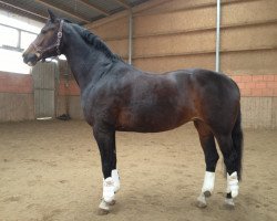 dressage horse Waika 70 (Hanoverian, 2000, from Weltmeyer)
