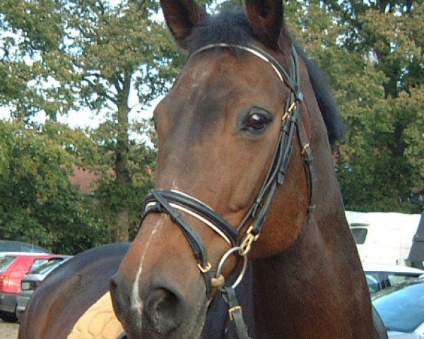 Zuchtstute Diva (Hannoveraner, 1988, von Drosselklang I) Zuchtstute Diva (Hannoveraner, 1988, von Drosselklang I)