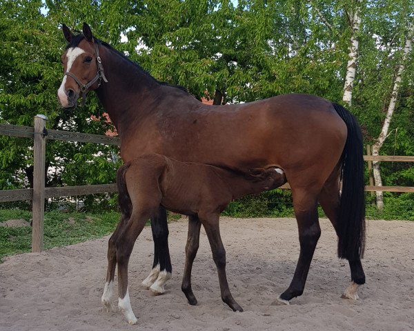 broodmare Kiss me Kate (Trakehner, 2012, from Perechlest)