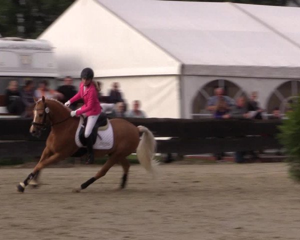 Reitturnier Bissendorf - Gut Stockum 2016