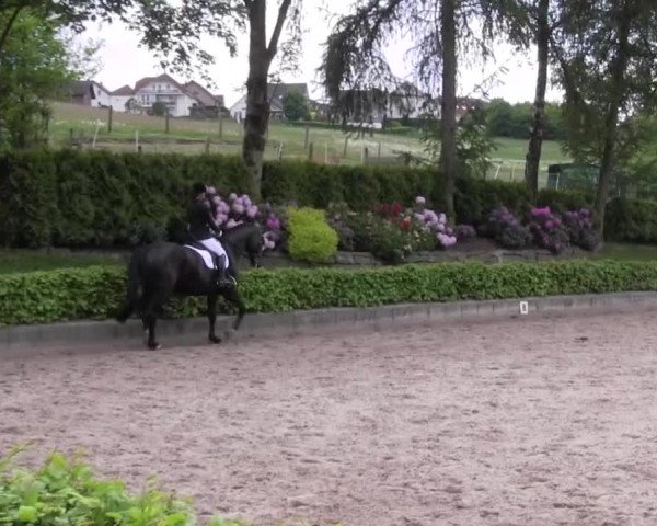 Reitturnier Kierspe-Hohenholten 2016