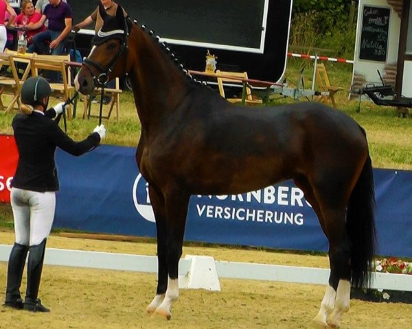 broodmare Skyline (Hanoverian, 2016, from Sir Donnerhall I)