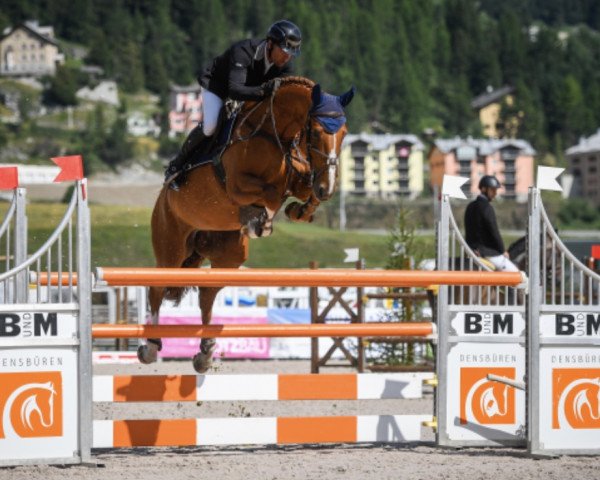 Springpferd Estefania III (KWPN (Niederländisches Warmblut), 2009, von Tangelo van de Zuuthoeve)
